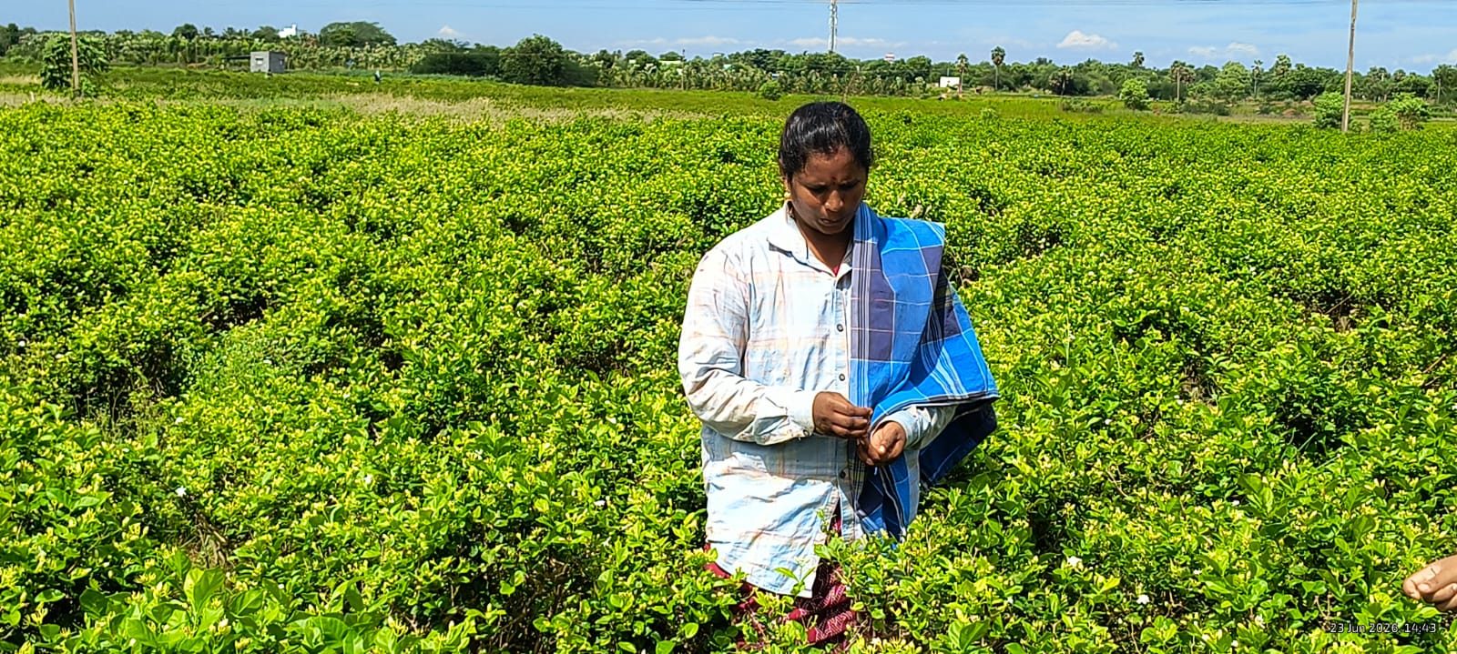 Jasmine Farm Visit – Experience the Fragrance of Madurai's Iconic Jasmine